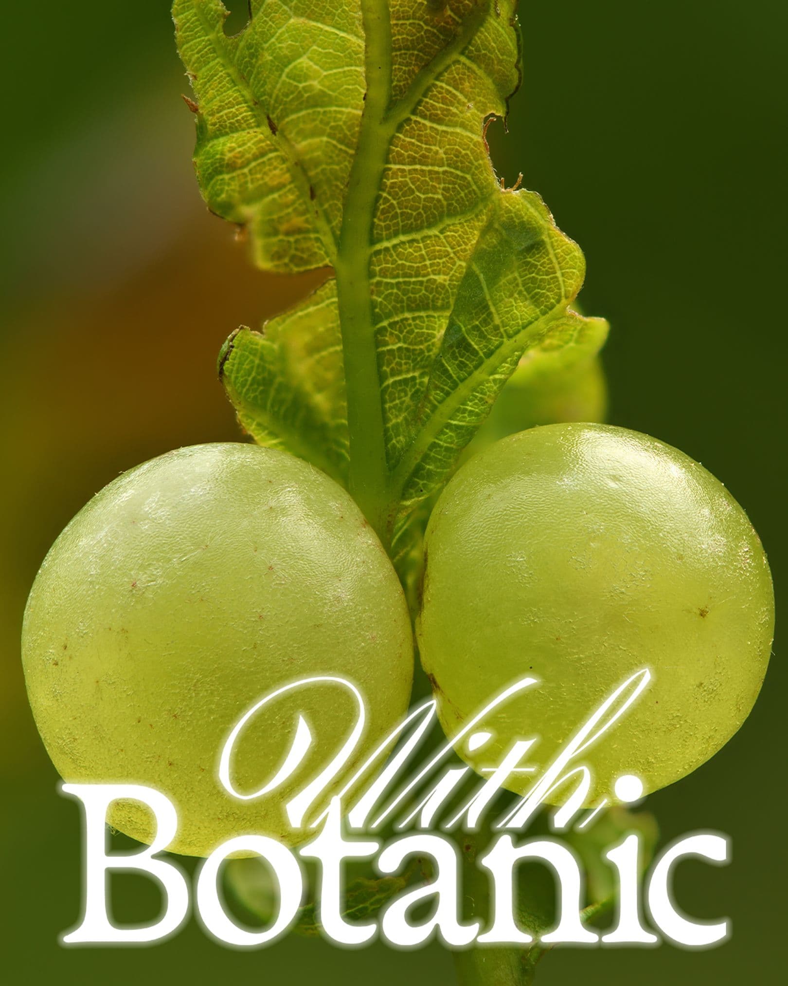 93ae23a8-0bea-4358-ab0f-83c2a2ee0a40